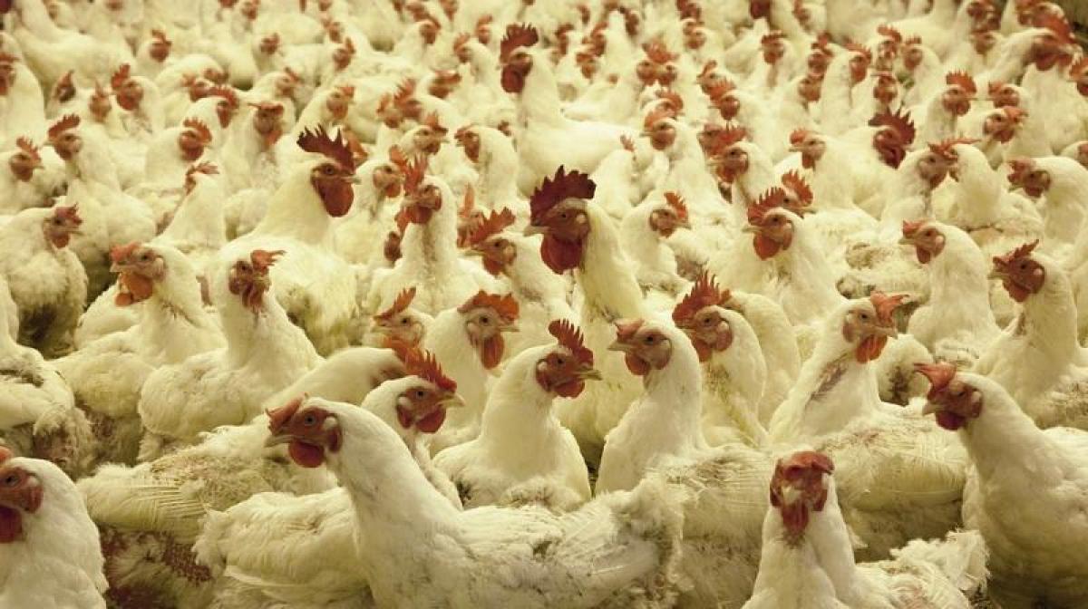 Poultry farms in Punjab could be breeding antibiotics-resistant superbugs